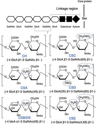 Regulation of Macrophage and Dendritic Cell Function by Chondroitin Sulfate in Innate to Antigen-Specific Adaptive Immunity